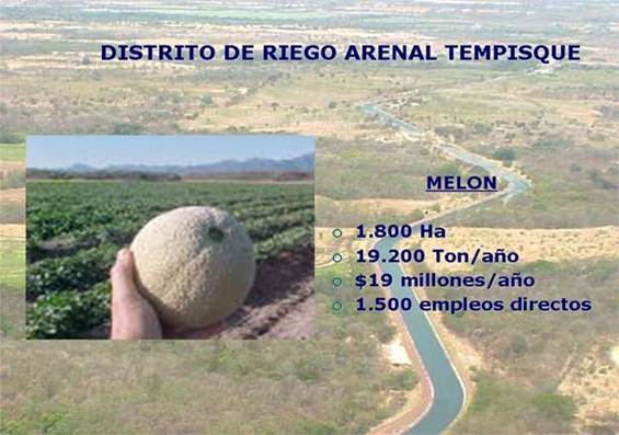 Imagen de la actividad de melón en el Distrito de Riego Arenal Tempisque